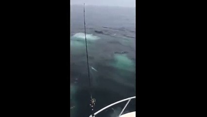 Humpback Whale feeding frenzy off Cape Cod coast