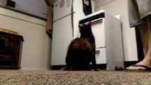 My cat popping bubbles