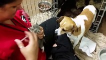 Dog Fostering Kittens Without Mother Cat