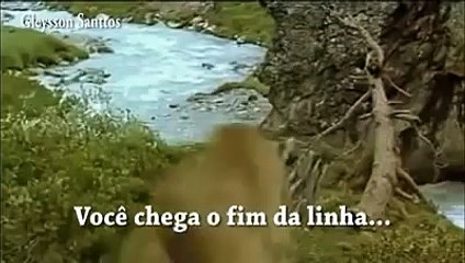 O Puma e o Ursinho - Deus Nunca se Esquece de Você - EMOCIONANTE!