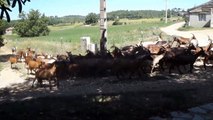 Fabrication fromages de chèvre fermiers Fromagerie stjaume