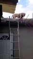 insan gibi merdivenden inen akıllı köpek