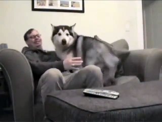 insanla köpegin dostlugu