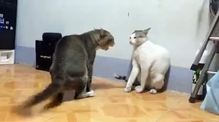 Fun"Cats Fight" Cat Vs Cat