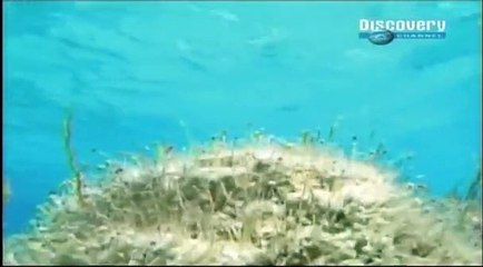 Estromatolitos en Discovery Chanel