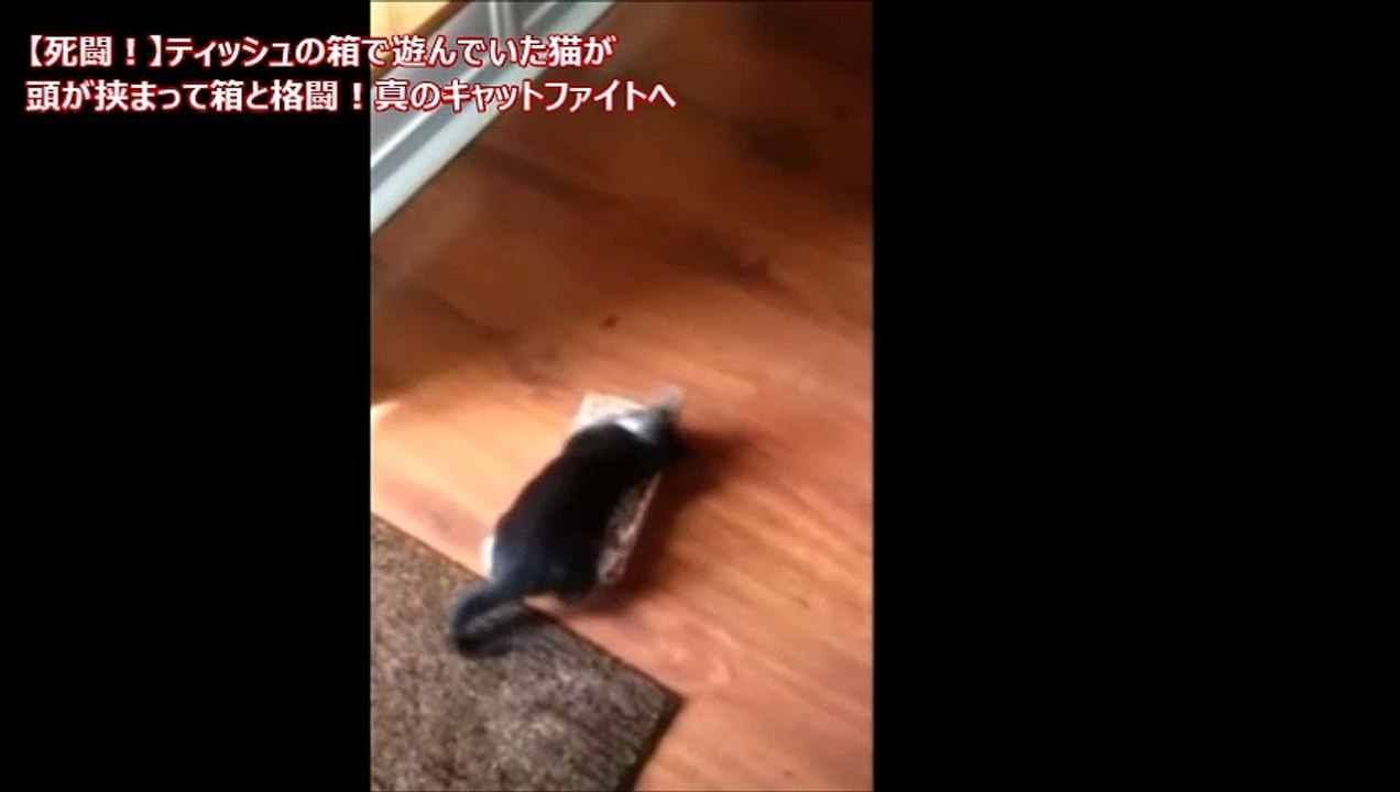 【死闘！】ティッシュの箱で遊んでいた猫が頭が挟まって箱と格闘！真のキャットファイトへ