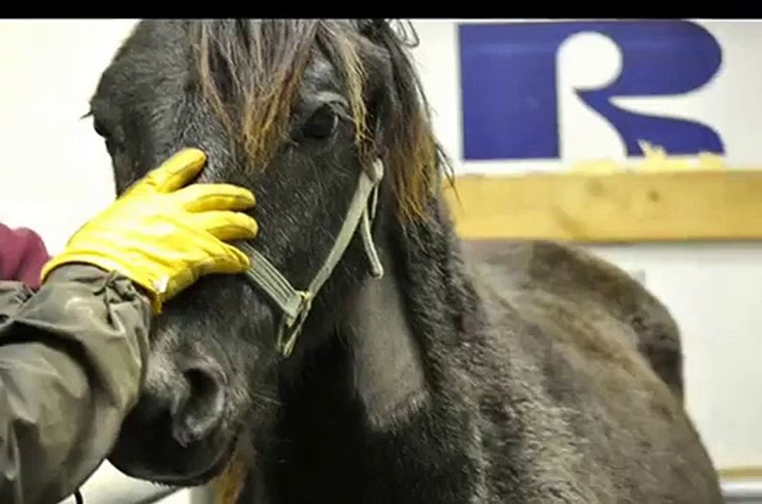 Castration of young colt.