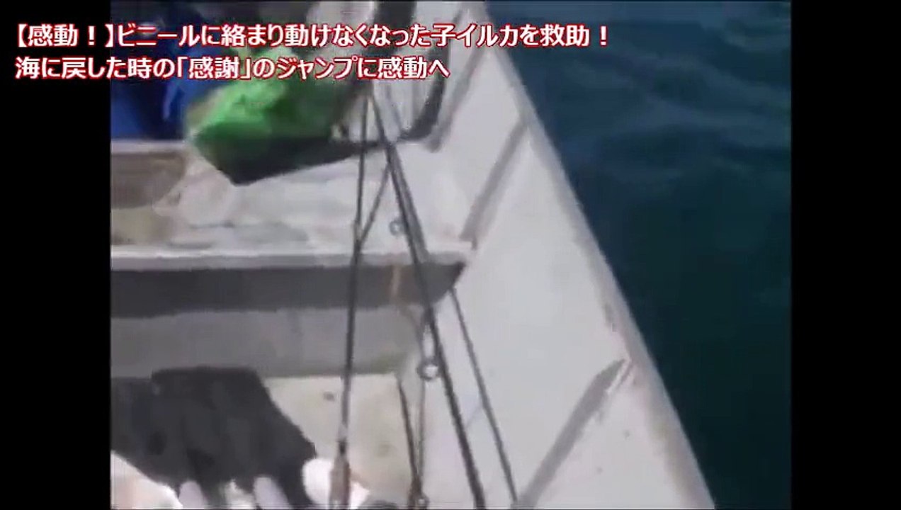 【感動！】ビニールに絡まり動けなくなった子イルカを救助！海に戻した時の「感謝」のジャンプに感動へ