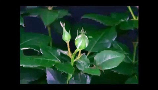 VID-20150828-WA0007.mp4