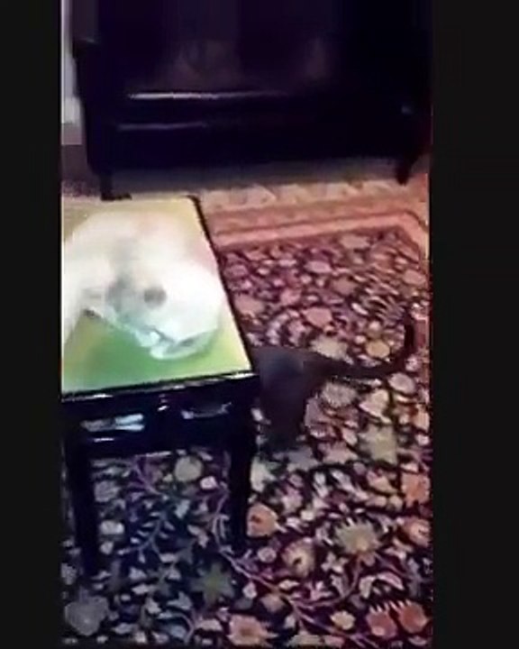 Funny cats with cosmic eyes pranks