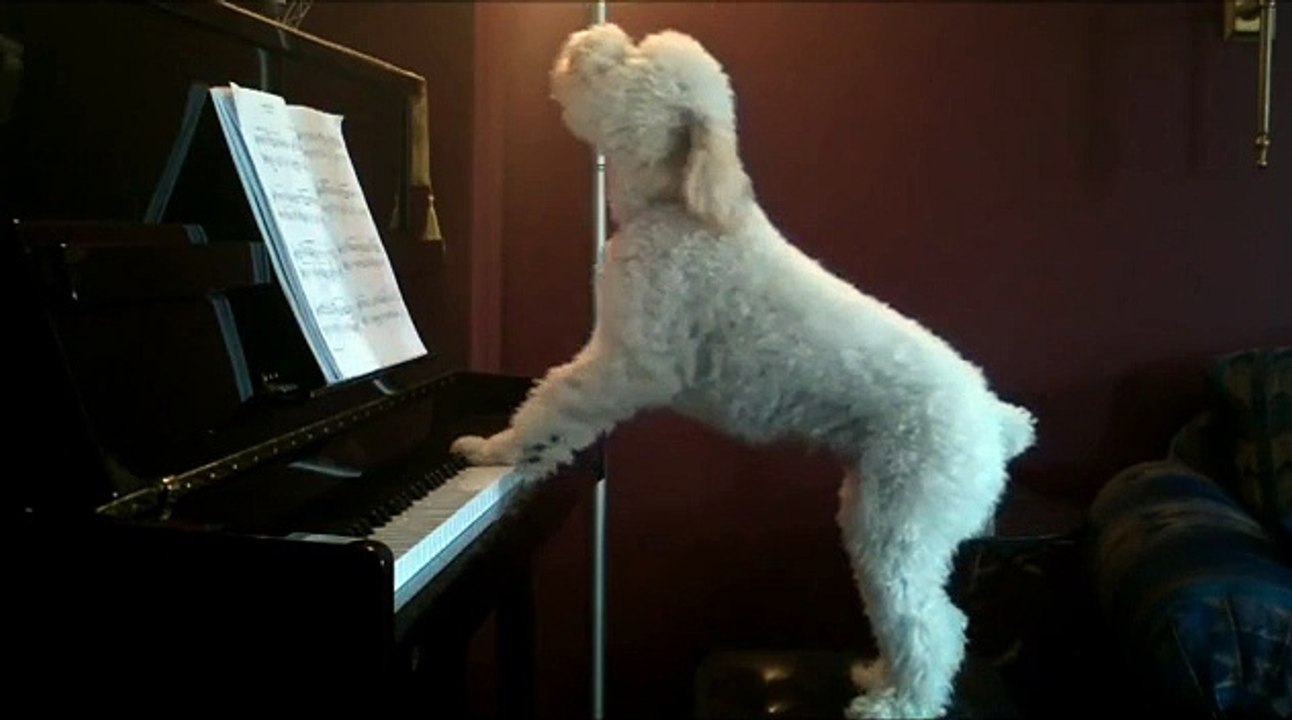 Tucker The Piano Dog! - Amazing dog playing Piano 2015