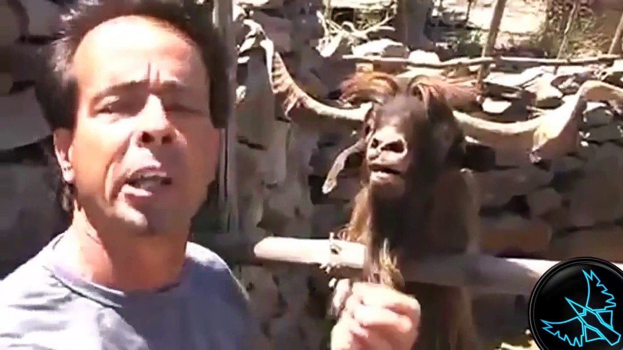 Animals VS people compilation funny videos