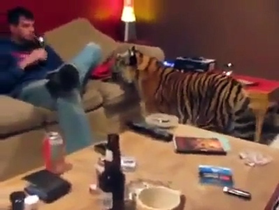 Animals - Pet Tiger - Funny video