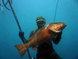 Spearfishing Dog tooth Snaper in Baja