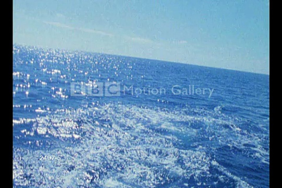 Dolphins(The promise - The Dolphin Song
