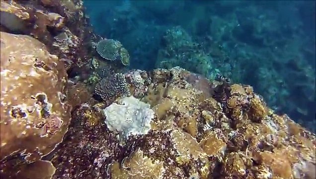 Bali and Indonesia Week 2_ Dive and Drive