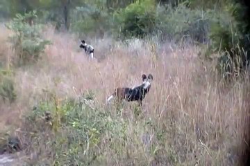 Arathusa - Endangered Wild African Dogs 2