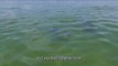Technique de pêche des dauphins - Incroyable!
