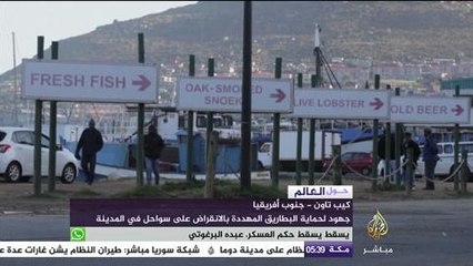جهود لحماية البطاريق المهددة بالانقراض على سواحل كيب تاون