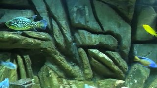 135 Gallon Malawi Cichlid Aquarium