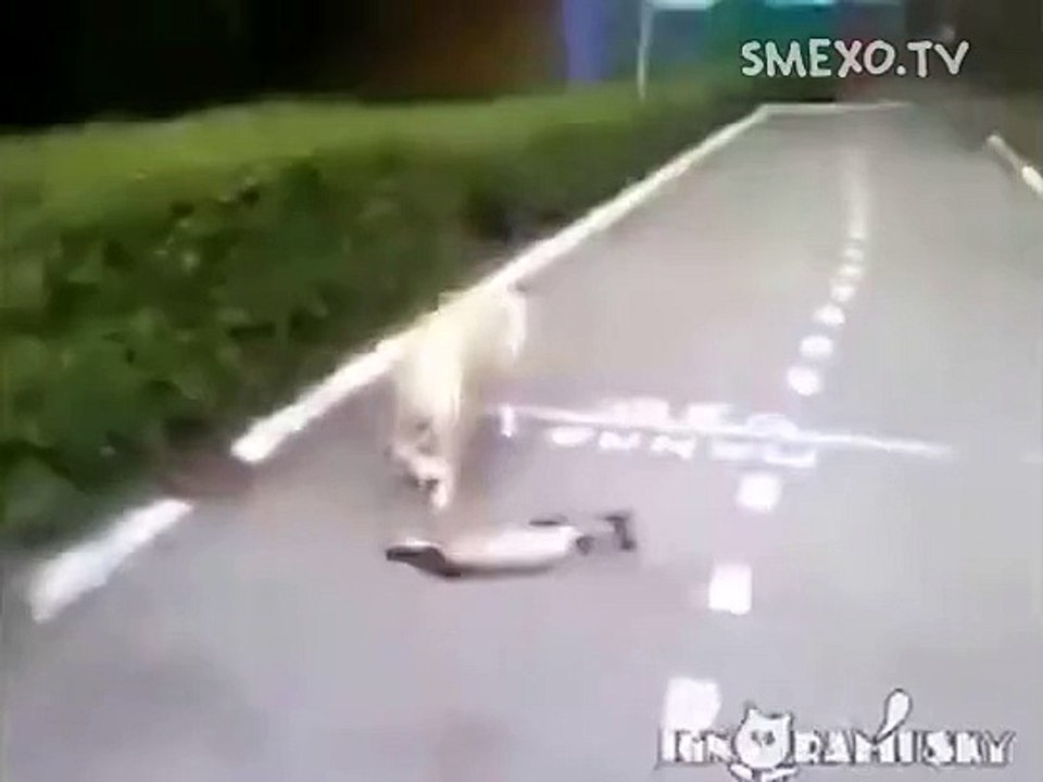 The cat was dead! Or not?!