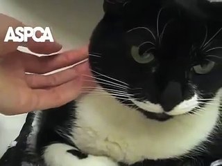 ASPCA Cute Cat: Meet Mecca