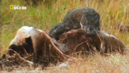 Dünyanın Ürpertici Katilleri -