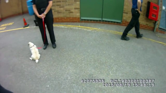 Stolen Pug goes Crazy when reunited with her Owner