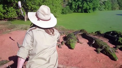 Un crocodile arrache la patte d'un autre dans un zoo - Violent!