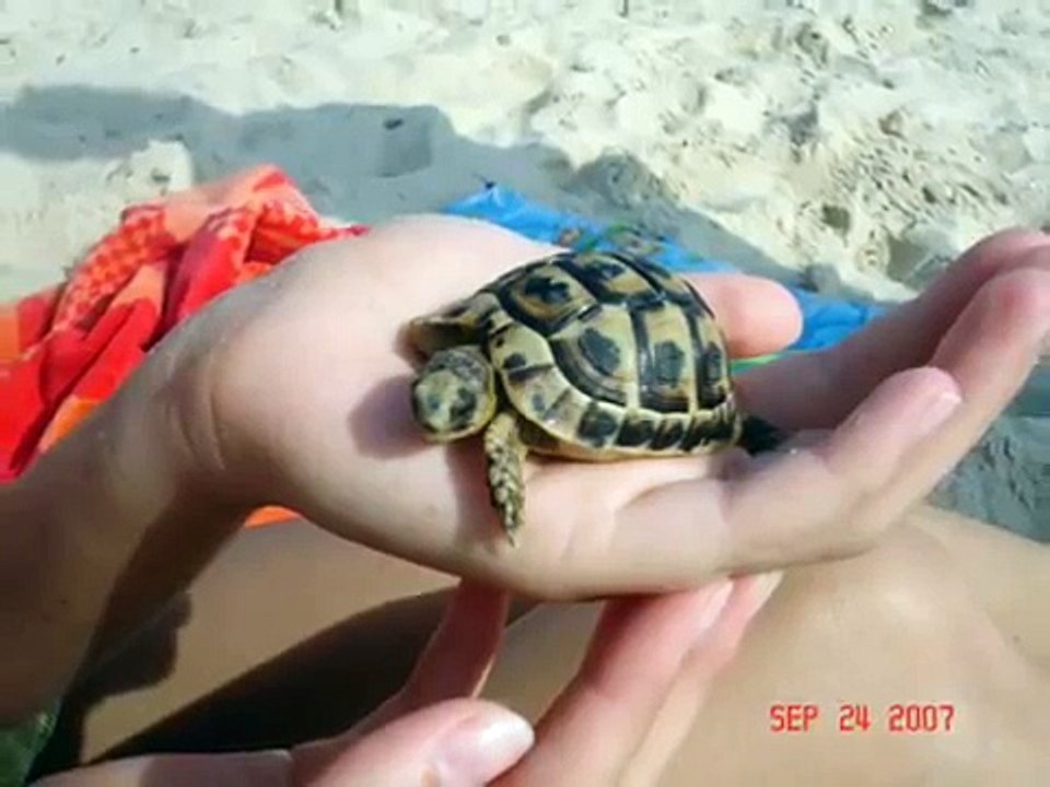 Tunisia: Hammamet Beach