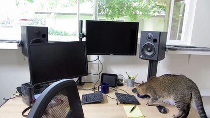 En voila un chat malin ! Avez-vous deja vu cela ?