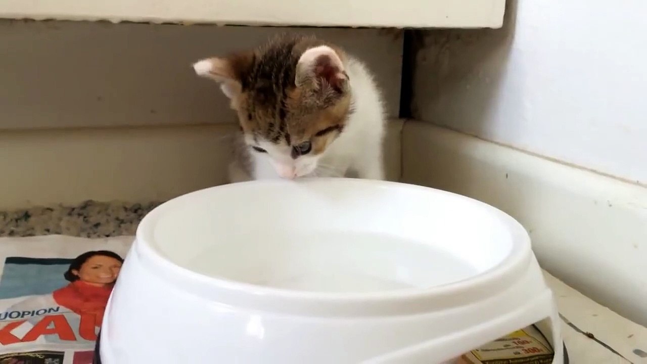 Ce petit chaton boit de l'eau pour la premiere fois