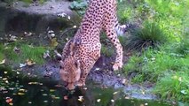 Chetah Munich Zoo / Gepard Tierpark Hellabrunn