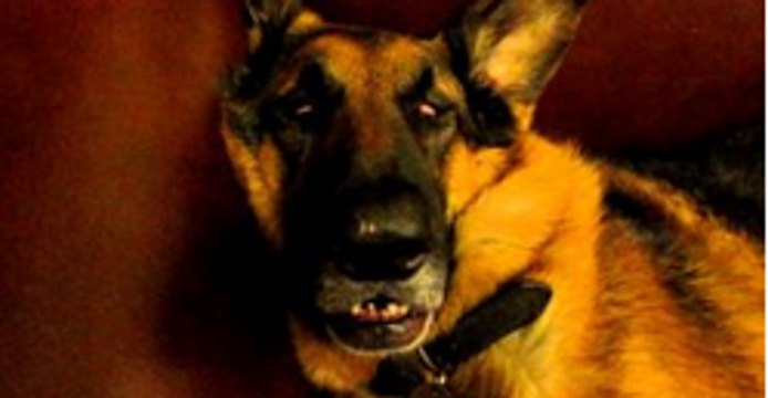 This German Shepherd Has The Weirdest Dreaming And Waking Up Face