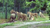 TV Horsens - Givskud Zoo 2014
