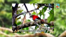 BIRD WATCHING SABAH - TRAVEL CHANNEL | MICE NEWS - MICEmedia-online.biz [HD]