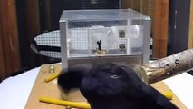 Parrots and Crows Show their Inventive Side