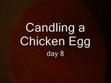 Candling a chicken egg