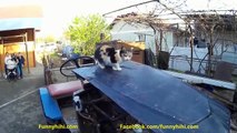 Funny  Cats - Funny cat Videos - Funny Animals compilation - Kitty Cat Videos