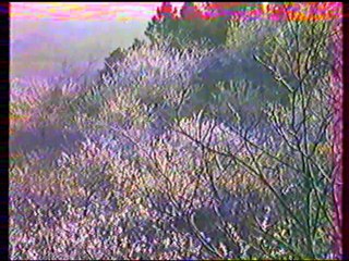 ceret cerisiers en fleurs