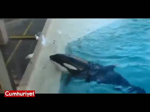 Martıyı bir hamlede yakaladı