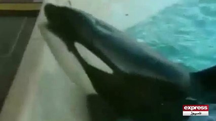 Whale machli ka shikar