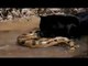 Deadliest war of Python vs jaguar
