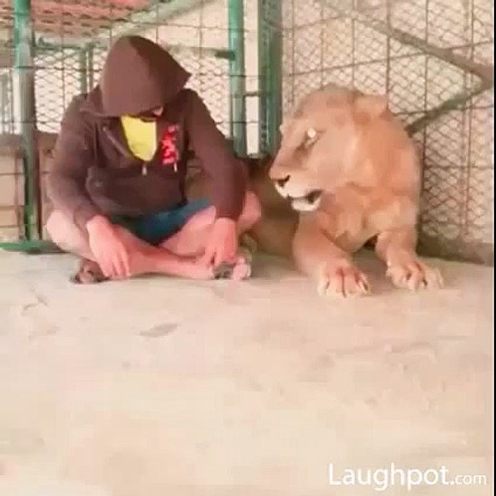 How dare he to sit beside a king lion