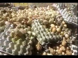 يحدث فقط في بلاد العجائب .. البيض المرمي في المزابل تحت الشمس يفقس  !!!!!!