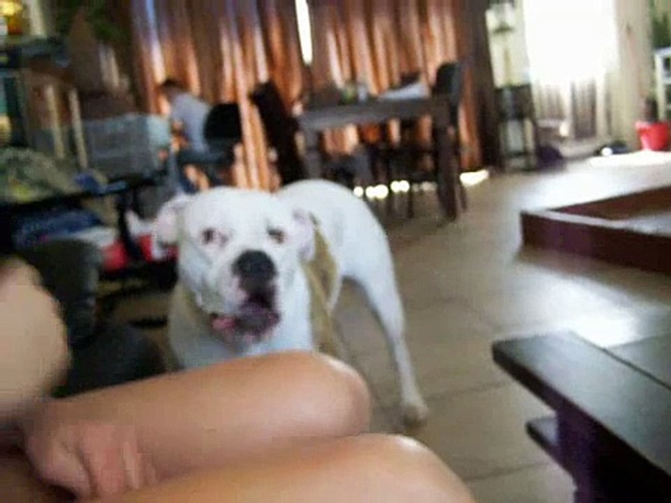 Talking Bulldog
