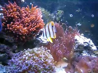 My Reef Tank - Copperband Butterfly Fish