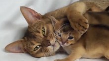 'Adorable Kittens and Cute Mother Cats' Compilation 2015 - Funny Animals