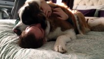 This Huge Saint Bernard Dog Is Being So Needy And Adorable