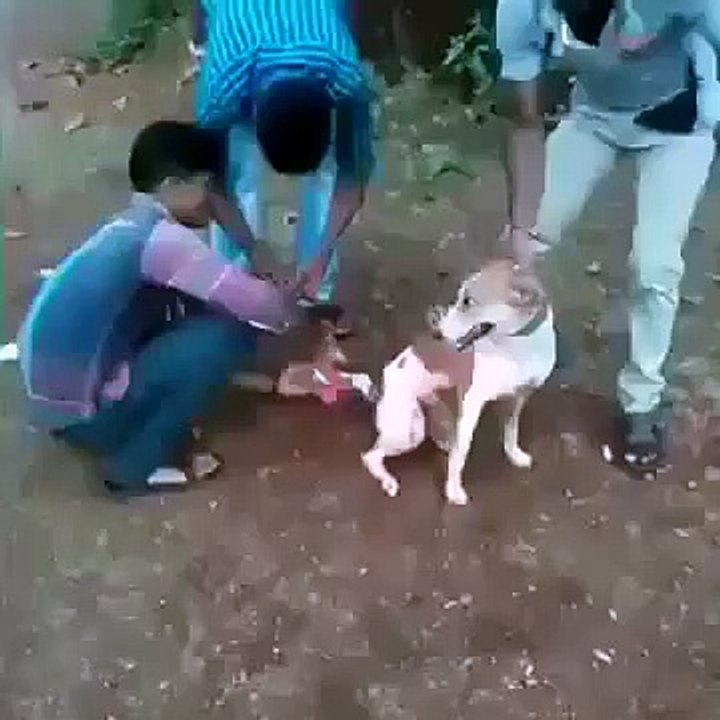 Fun with dog